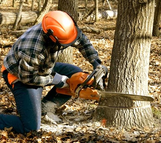 Tree Removal in Broaddus, TX